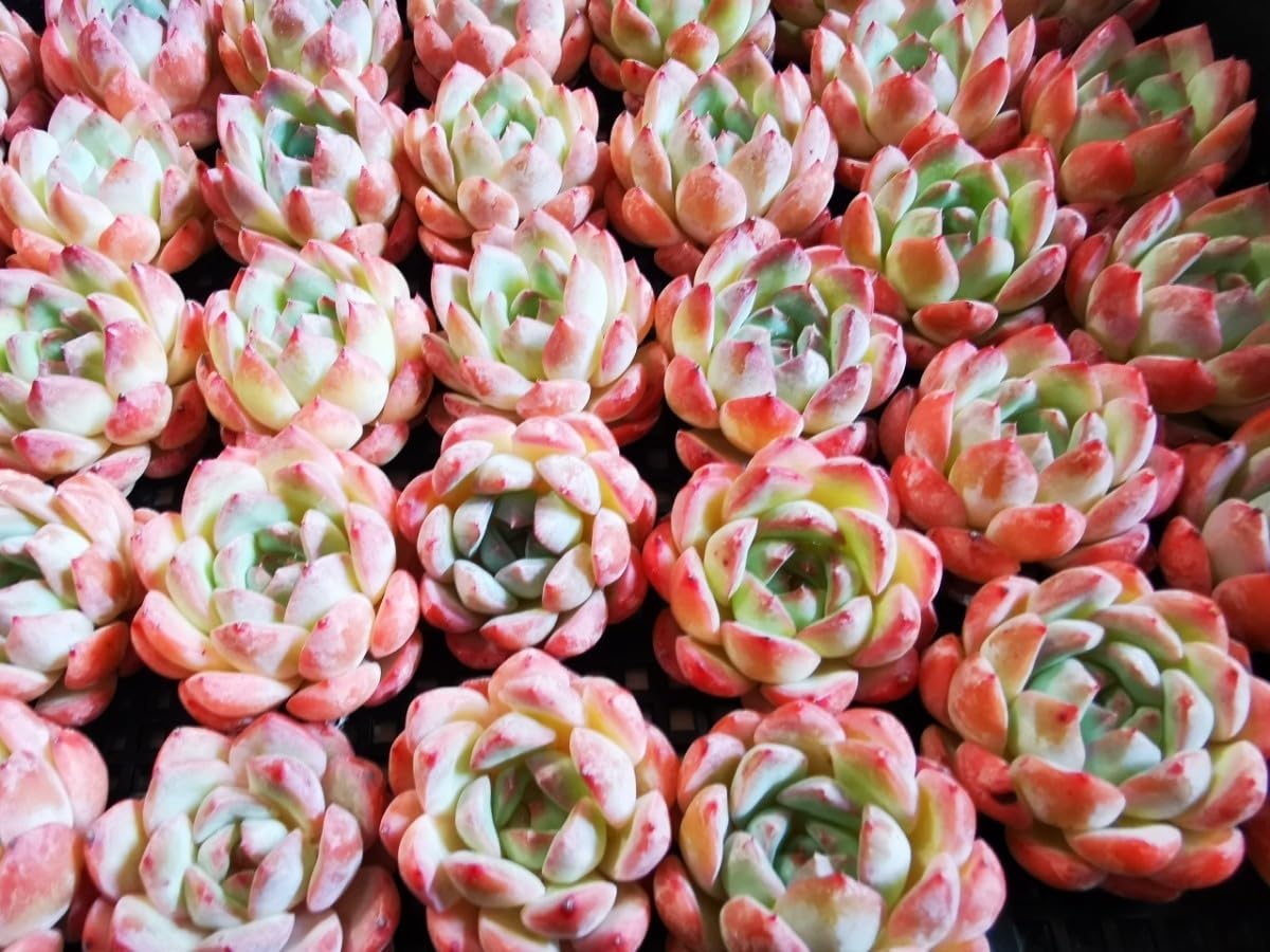 お値下け中‼️【韓国苗】ストロベリーアーモンド  抜き苗 お値下け中‼️【韓国苗】ストロベリーアーモンド 抜き苗 お値下け